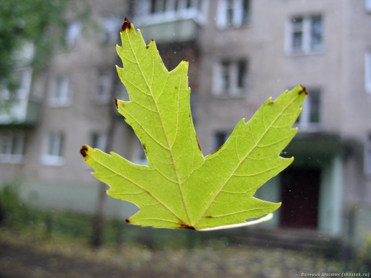 Лист на лобовом стекле