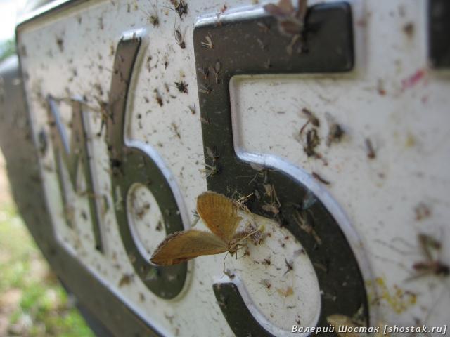 Насекомые на номерном знаке