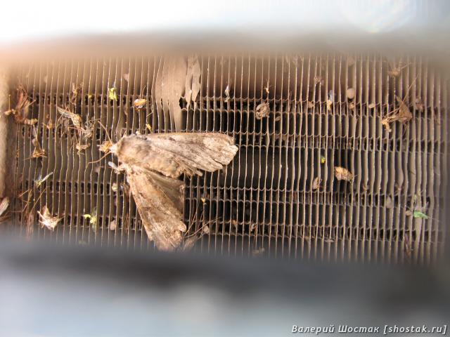 Насекомые на радиаторной решётке