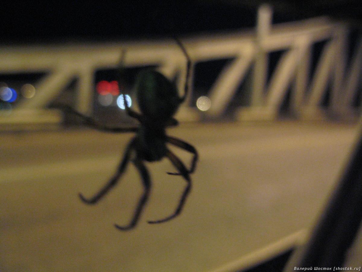 Житель старого моста